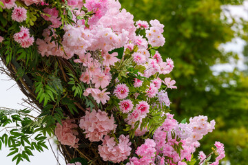 Close-up photo of various types of rose flowers in full pink bloom in spring.