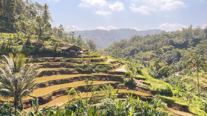 rice terraces in indonesia