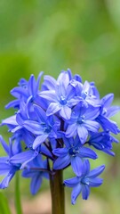 Close-up of vibrant blue flowers