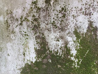 Old grunge wall texture with green moss.