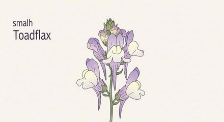 A delicate illustration of a small toadflax plant with purple and white flowers blooming on a stem.