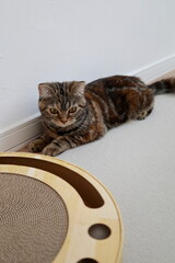 おもちゃを見つめる猫