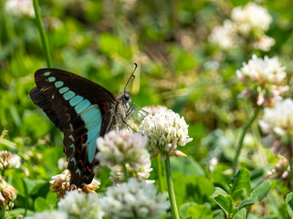 シロツメクサの花の蜜を吸うアオスジアゲハ