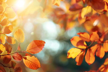 秋の木漏れ日が差し込む柔らかな紅葉の風景