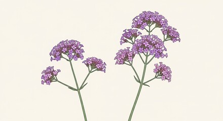 Fototapeta premium Two delicate stems of purple Verbena bonariensis flowers isolated on a light cream background.