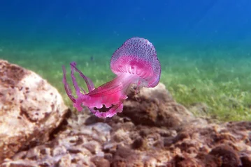 Mauve Stinger Purple Jellyfish - (Pelagia noctiluca) © Kolevski.V