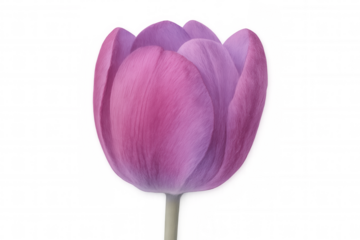 Close-up of a vibrant pink and purple tulip blooming gracefully against a transparent background, perfect for design projects