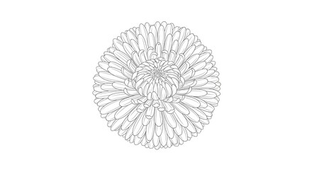 A detailed black and white line art illustration of a blooming chrysanthemum or aster flower viewed from above.