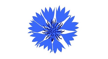 A stylized illustration of a single blue cornflower blossom with jagged petals, isolated on a white background.
