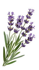 Lavender flowers plant floral purple bloom blossom aromatherapy herb garden flora isolated on transparent background 