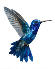 Obraz premium Bright blue hummingbird in mid-flight with iridescent feathers and sharp details, isolated on white background.