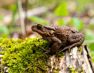 Fototapeta premium Detailed Close-Up of a Brown Toad on Mossy Log in Natural Habitat