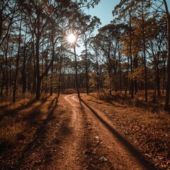 Obraz premium path in the forest