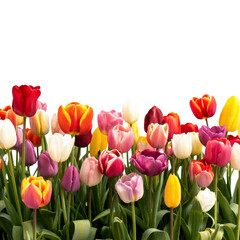 Fototapeta premium Colorful tulips garden blooming in spring season floral arrangement background isolated on transparent background 
