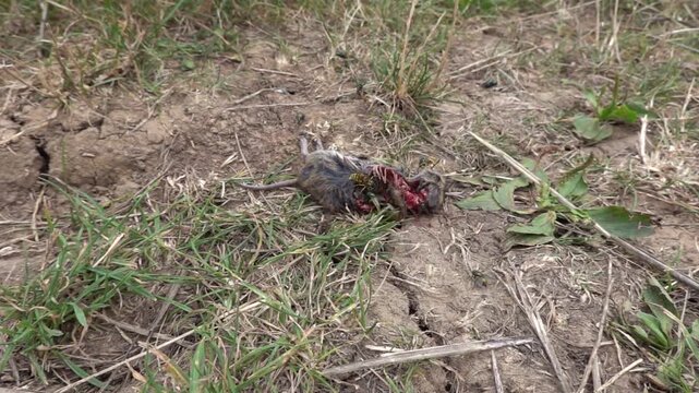 Insects feast on a dead mouse slow motion
