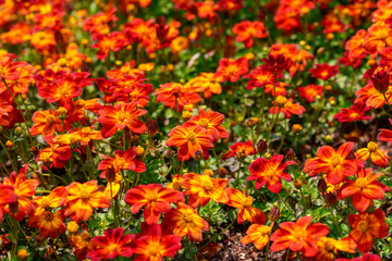 Close-up of orange Bidens ferulifolia flowers blooming in spring.