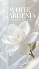 Phone Wallpaper Series : Flower Language - White Gardenia, means : Purity, Innocence, New Beginnings 007