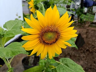 Bright yellow sunflower (Helianthus annuus) in full bloom with fresh petals and detailed seed head, photographed in natural daylight.