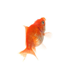 One small beautiful goldfish isolated on white