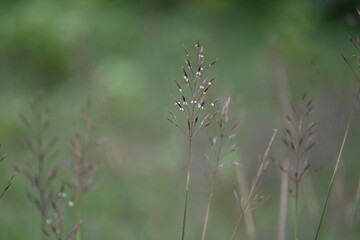 Chrysopogon aciculatus grass flower. Its species of grass the tropics of Asia, Polynesia, and Australia. Its Common names  amorseco, lesser spear grass, Mackies pest, pilipiliula, and grama amorosa.
