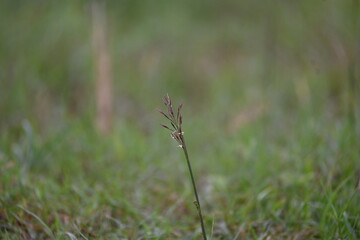 Chrysopogon aciculatus grass flower. Its species of grass the tropics of Asia, Polynesia, and Australia. Its Common names  amorseco, lesser spear grass, Mackies pest, pilipiliula, and grama amorosa.
