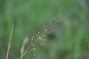 Chrysopogon aciculatus grass flower. Its species of grass the tropics of Asia, Polynesia, and Australia. Its Common names  amorseco, lesser spear grass, Mackies pest, pilipiliula, and grama amorosa.
