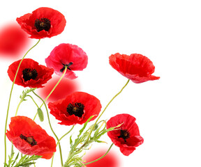 Naklejka premium Red poppies on white background. Wild flowers