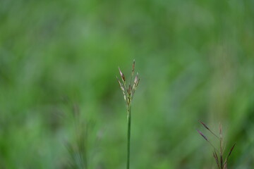 Chrysopogon aciculatus grass flower. Its species of grass the tropics of Asia, Polynesia, and Australia. Its Common names  amorseco, lesser spear grass, Mackies pest, pilipiliula, and grama amorosa.
