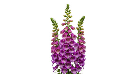 Vibrant Purple Foxglove Flowers on White Background. Digitalis Purpurea Botanical Studio Shot