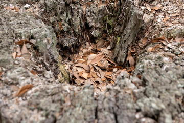 Hollow Tree Stump with Fallen Leaves. Close-up of a hollow tree stump filled with dry fallen leaves, captured at Middleton Place Plantation in Charleston, South Carolina.