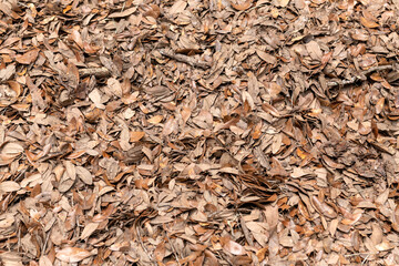 Fallen Oak Leaves Ground Cover. Close-up of dry fallen oak leaves scattered across the forest floor at Middleton Place Plantation in Charleston, SC