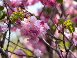八重桜のクローズアップ