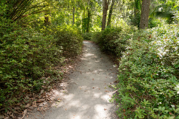 Shaded Garden Pathway. Peaceful dirt path lined with green shrubs and trees at Middleton Place Plantation in Charleston, SC.