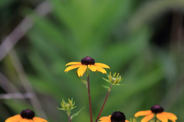 田んぼのあぜ道に咲くルドベキア