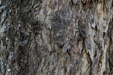 The photo depicts a detailed close-up of tree bark.