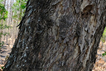 The photo depicts a detailed close-up of tree bark.