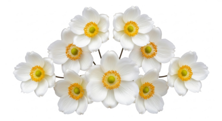 Elegant White Flowers with Bright Yellow Centers Isolated on Pure White Background