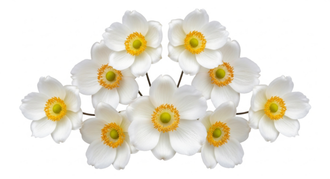 Elegant White Flowers with Bright Yellow Centers Isolated on Pure White Background