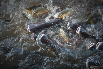 Crowd of freshwater fish scramble food in river