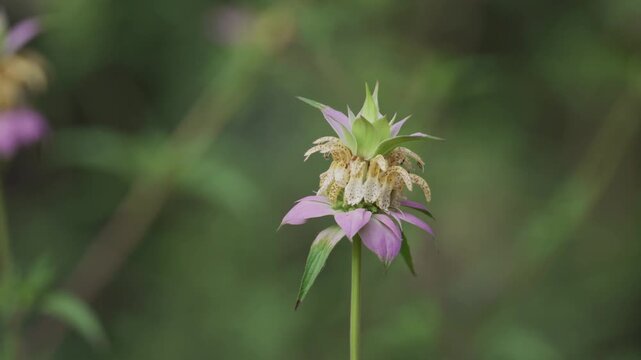 Spotted bee balm blowing in a soft breeze