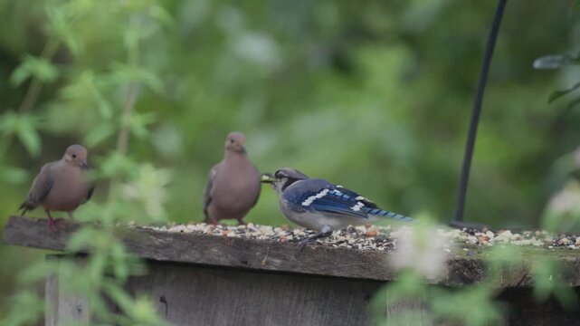 Blue jay eats several peanuts while standing on a wooden feeder table, doves eating in background