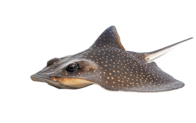 A stingray on white background,png