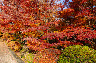 もみじ寺　茨城県