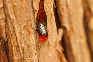 傷ついた杉の木にゆっくりと流れる樹液