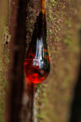 傷ついた杉の木にゆっくりと流れる樹液