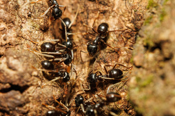 樹液に集まる無数の蟻
