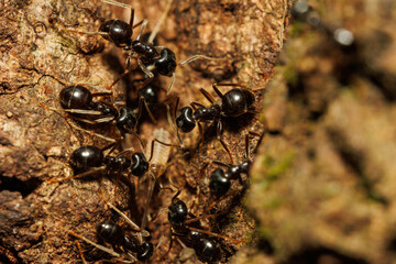 樹液に集まる無数の蟻