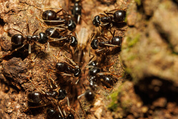 樹液に集まる無数の蟻