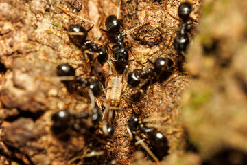樹液に集まる無数の蟻