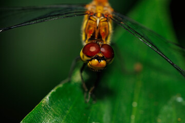 葉にとまるトンボ